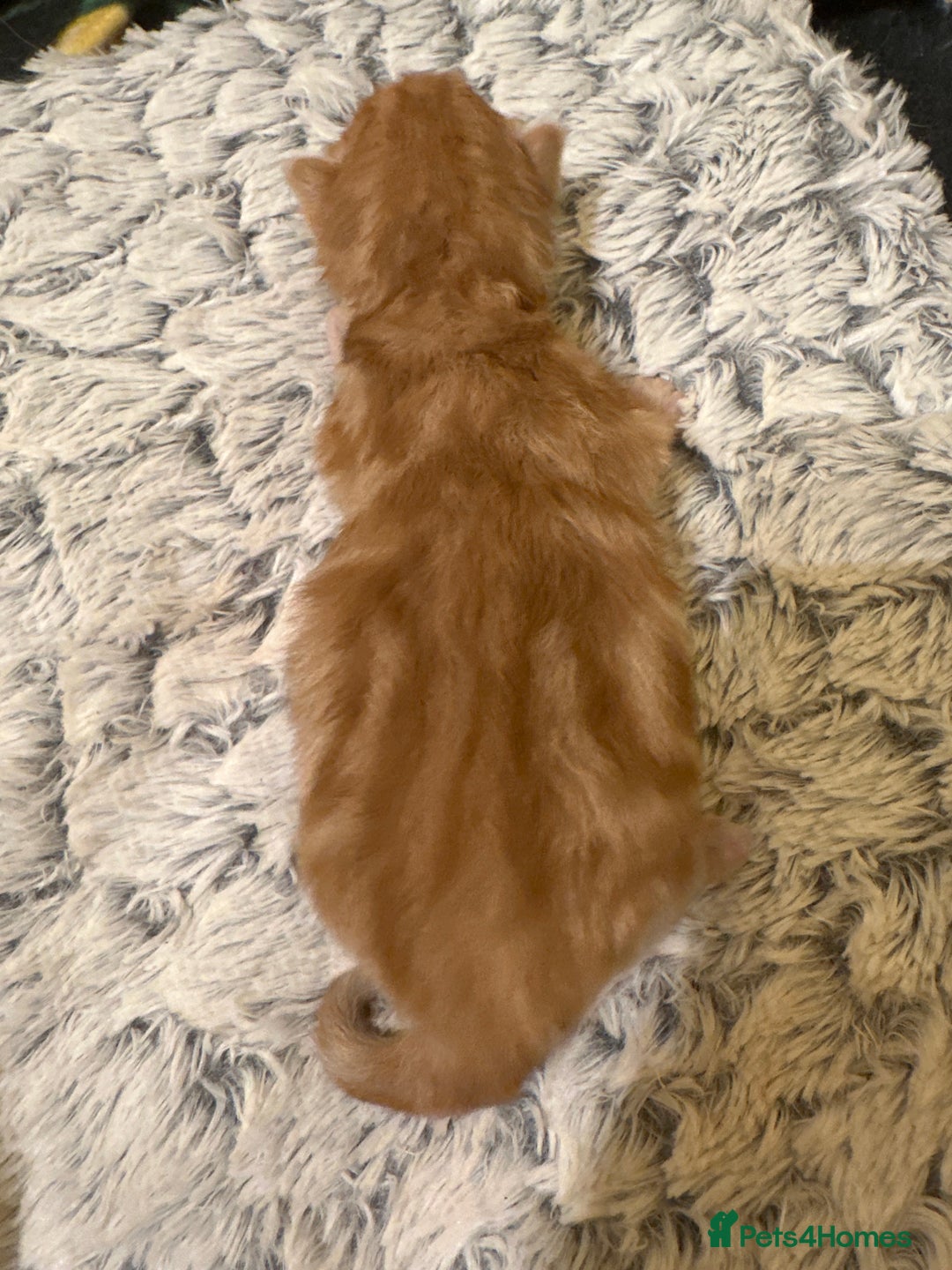 Maine Coon cats for sale: Gorgeous Maine coone kittens  - Image 17