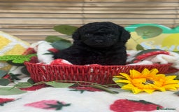 Toy Poodle dogs for sale: 🍇🐩 Last Girl Available 🐩🍇 - KC Toy Poodles 🐩✨ - Image 1