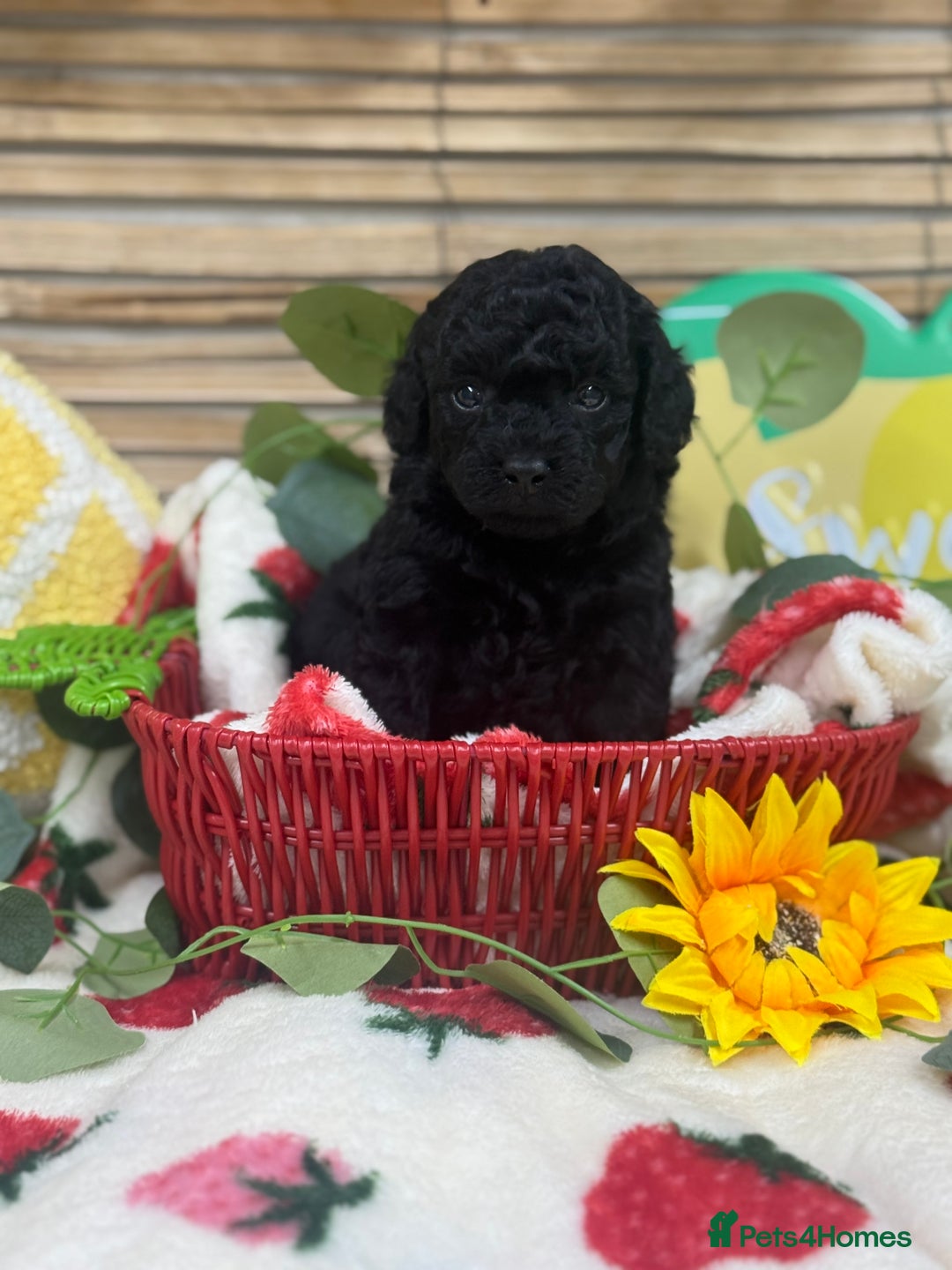 Toy Poodle dogs for sale: 🍇🐩 Last Girl Available 🐩🍇 - KC Toy Poodles 🐩✨ - Image 1