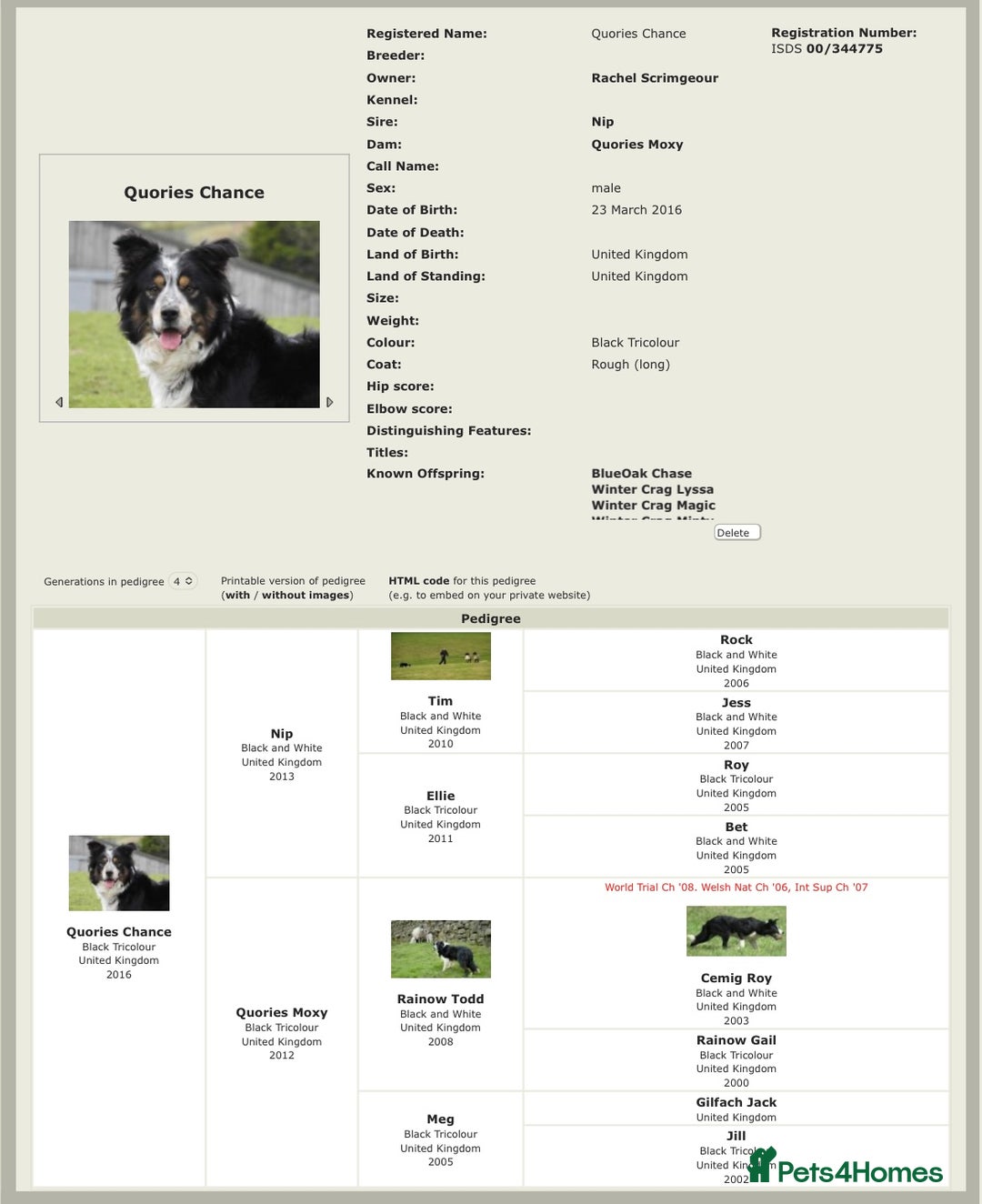 Border Collie dogs for stud: Rough coated , Tri colour Border Collie at Stud.  - Advert 10