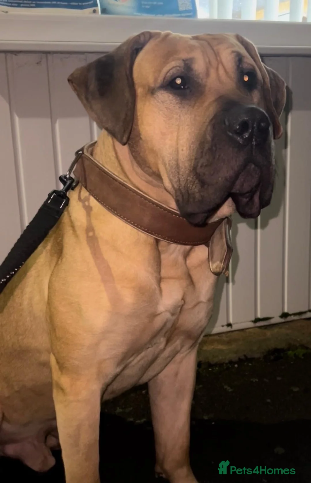 Presa Canario dogs for sale: 🏆 Champion Bloodline Presa Canario – Fawn Male 🐾 - Advert 9