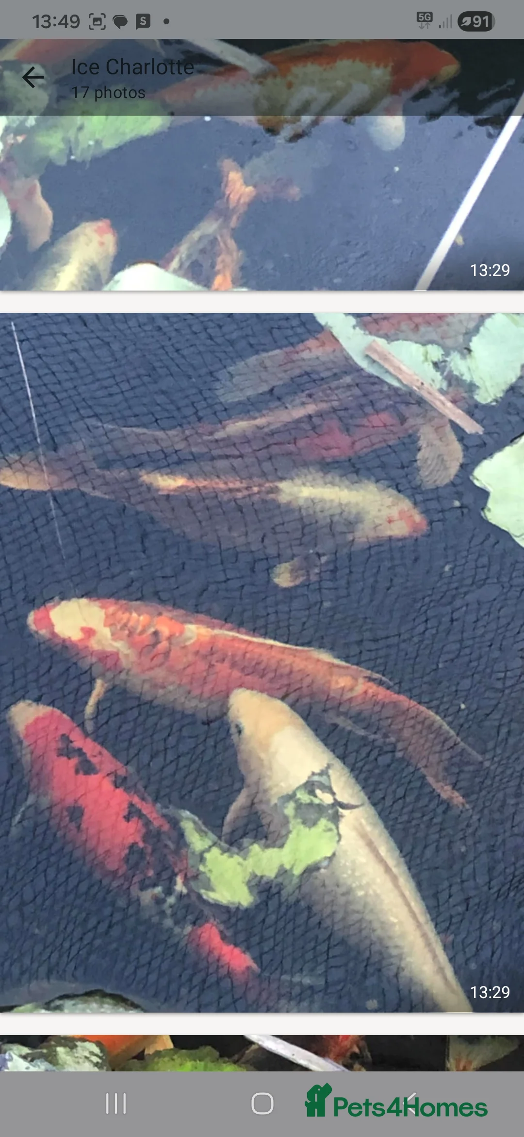 Koi Carp fish for sale: 20 Koi Carp with filter systems included. - Advert 12