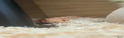Snake reptiles for sale: Male Albino Western Hognose Snake And Set Up  - Advert 6
