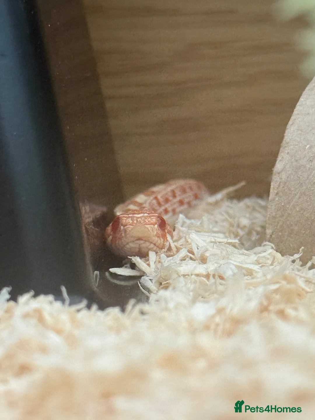 Snake reptiles for sale: Male Albino Western Hognose Snake And Set Up  - Advert 6