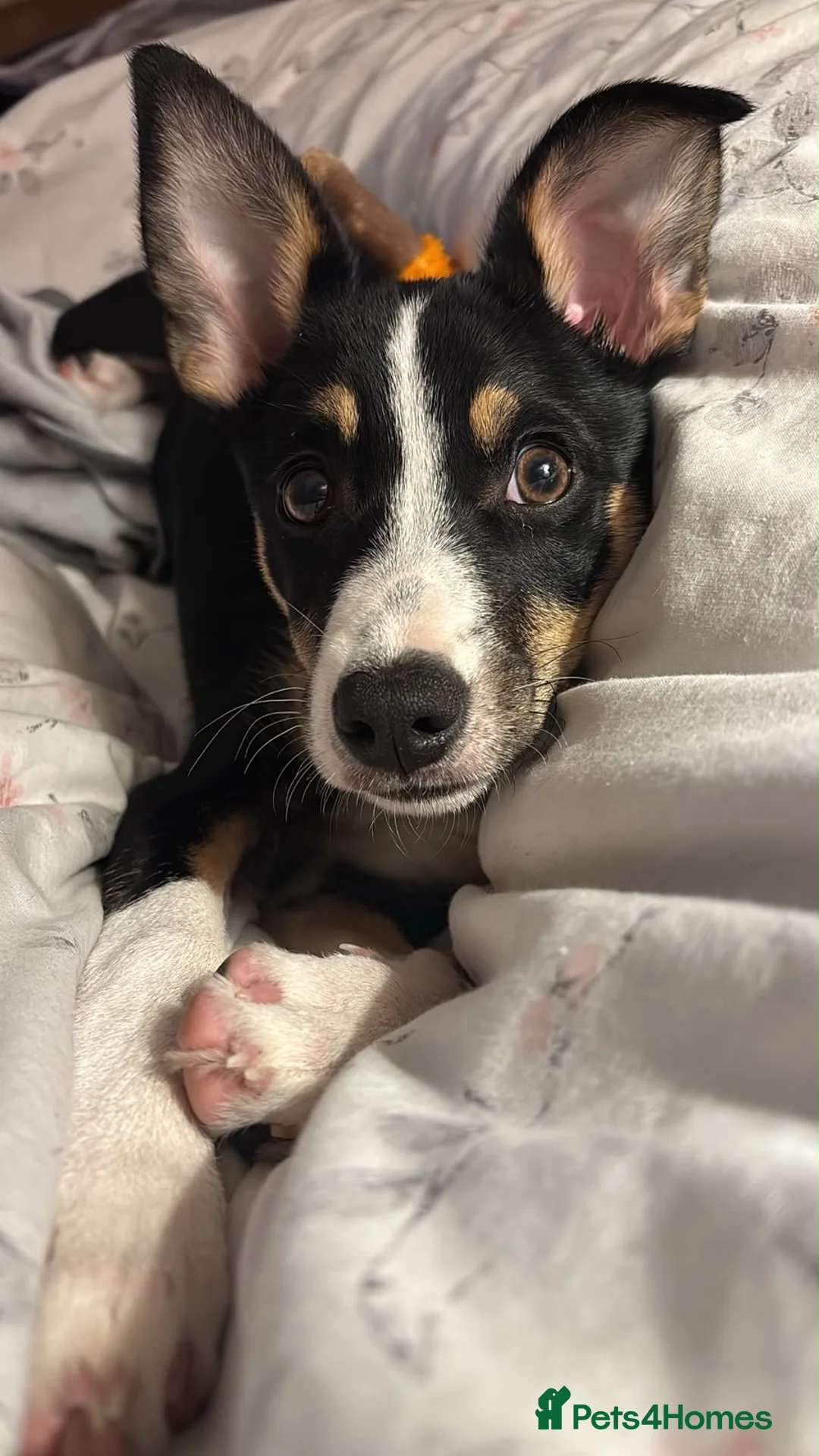 Mixed Breed dogs for sale: Collie Mixed Breed Female Pup Very Pretty  - Advert 2