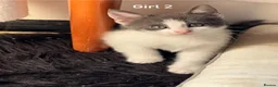 Mixed Breed cats for sale: Princess  - Advert 2