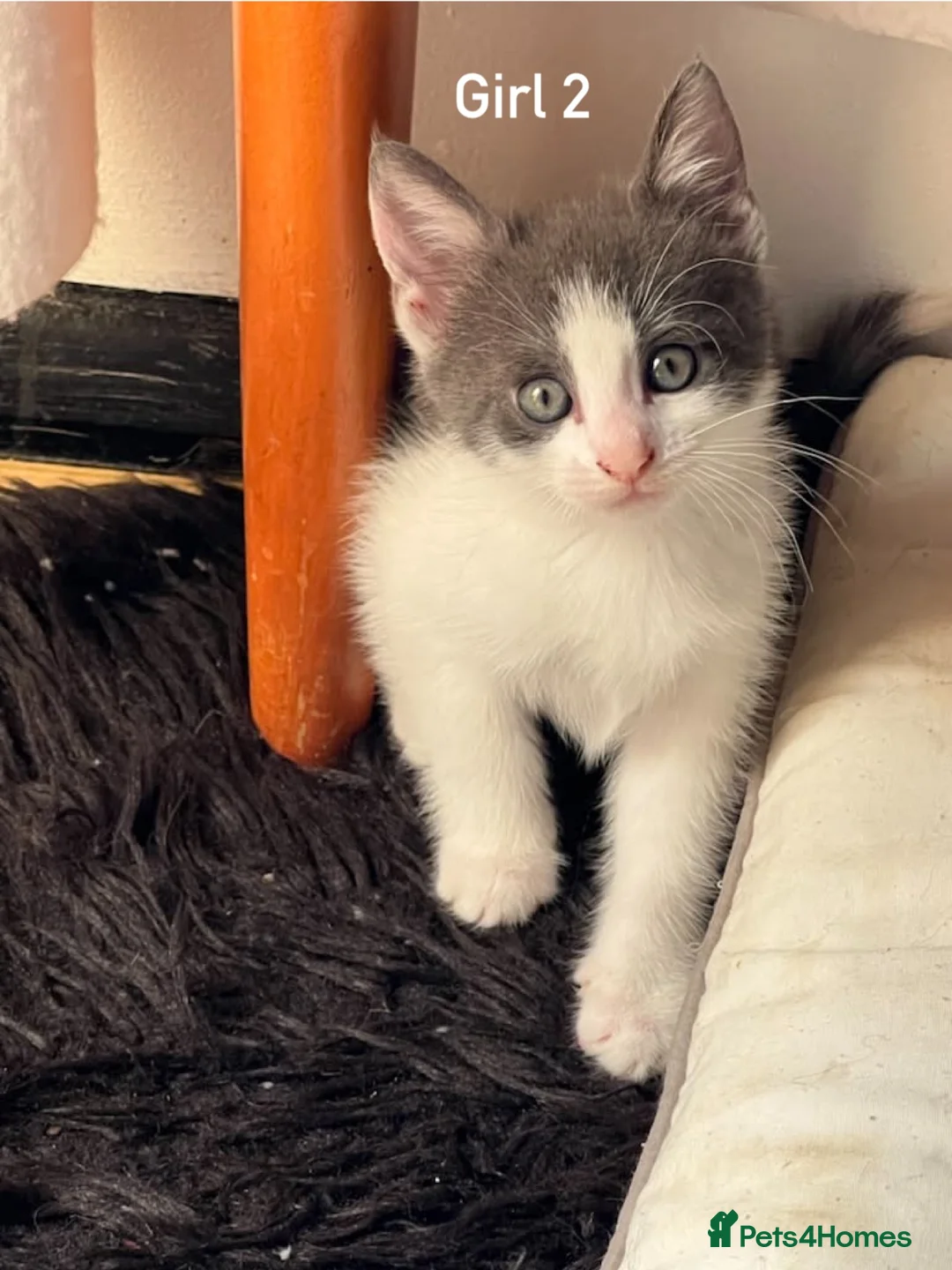 Mixed Breed cats for sale: Princess  - Advert 2