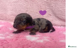 Miniature Dachshund dogs for sale: Miniature Dachshund Puppies for Sale - Image 17