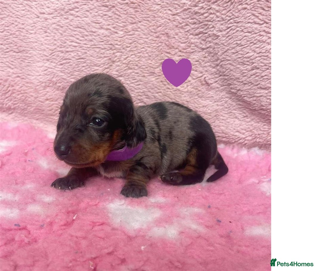 Miniature Dachshund dogs for sale: Miniature Dachshund Puppies for Sale - Image 17