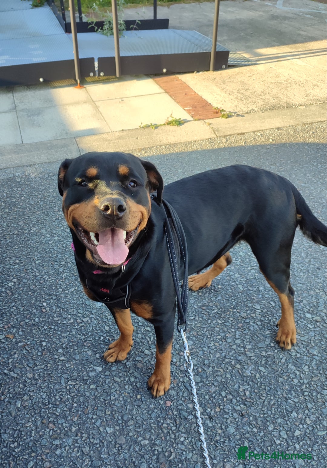 Rottweiler dogs for sale: Big beautiful Rottweiler puppies KC - Image 2