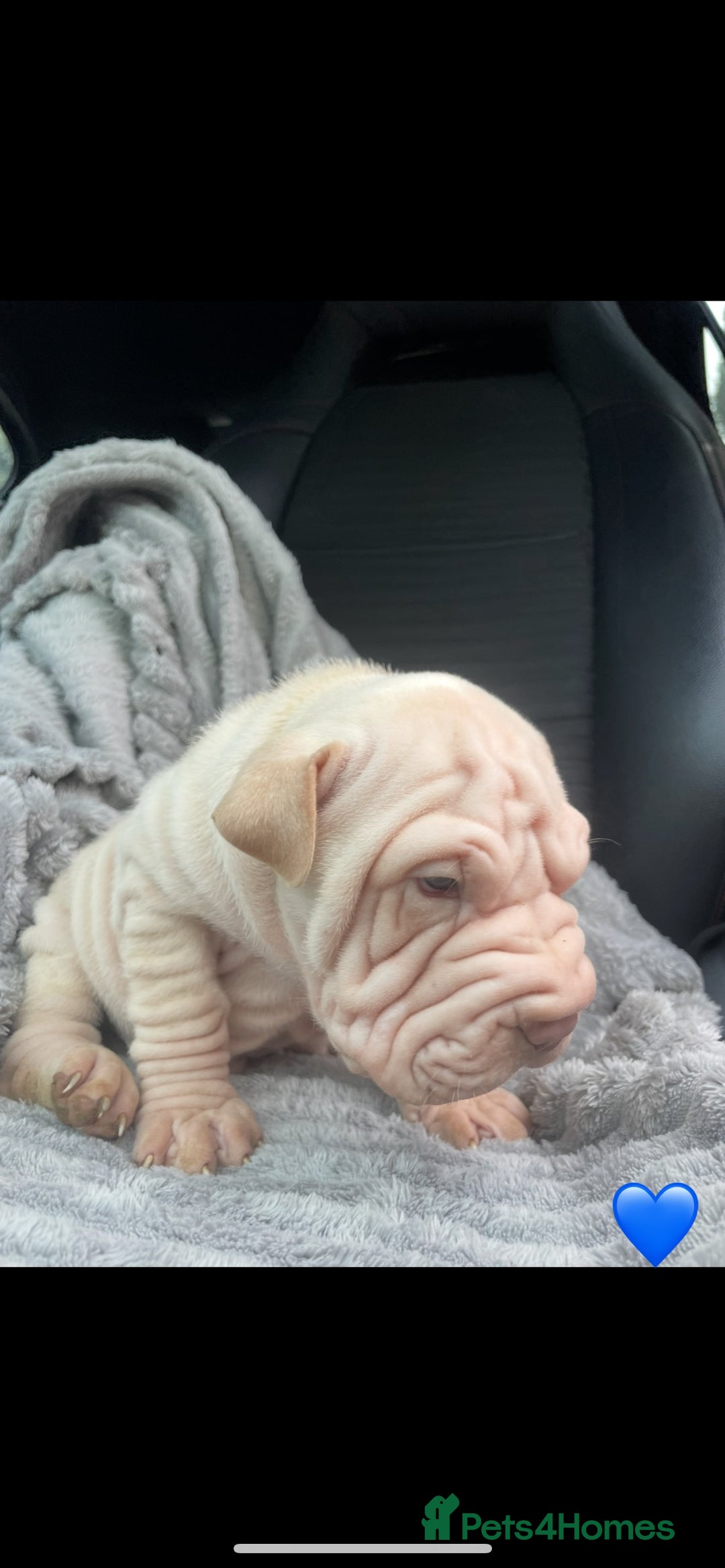 Shar Pei dogs for sale: Shar Pei Puppies  - Image 4