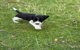 Mixed Breed dogs for sale: Beagle x Springer Spaniel - Image 7