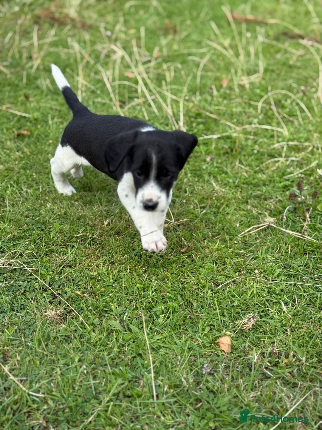 Mixed Breed dogs for sale: Beagle x Springer Spaniel - Image 7