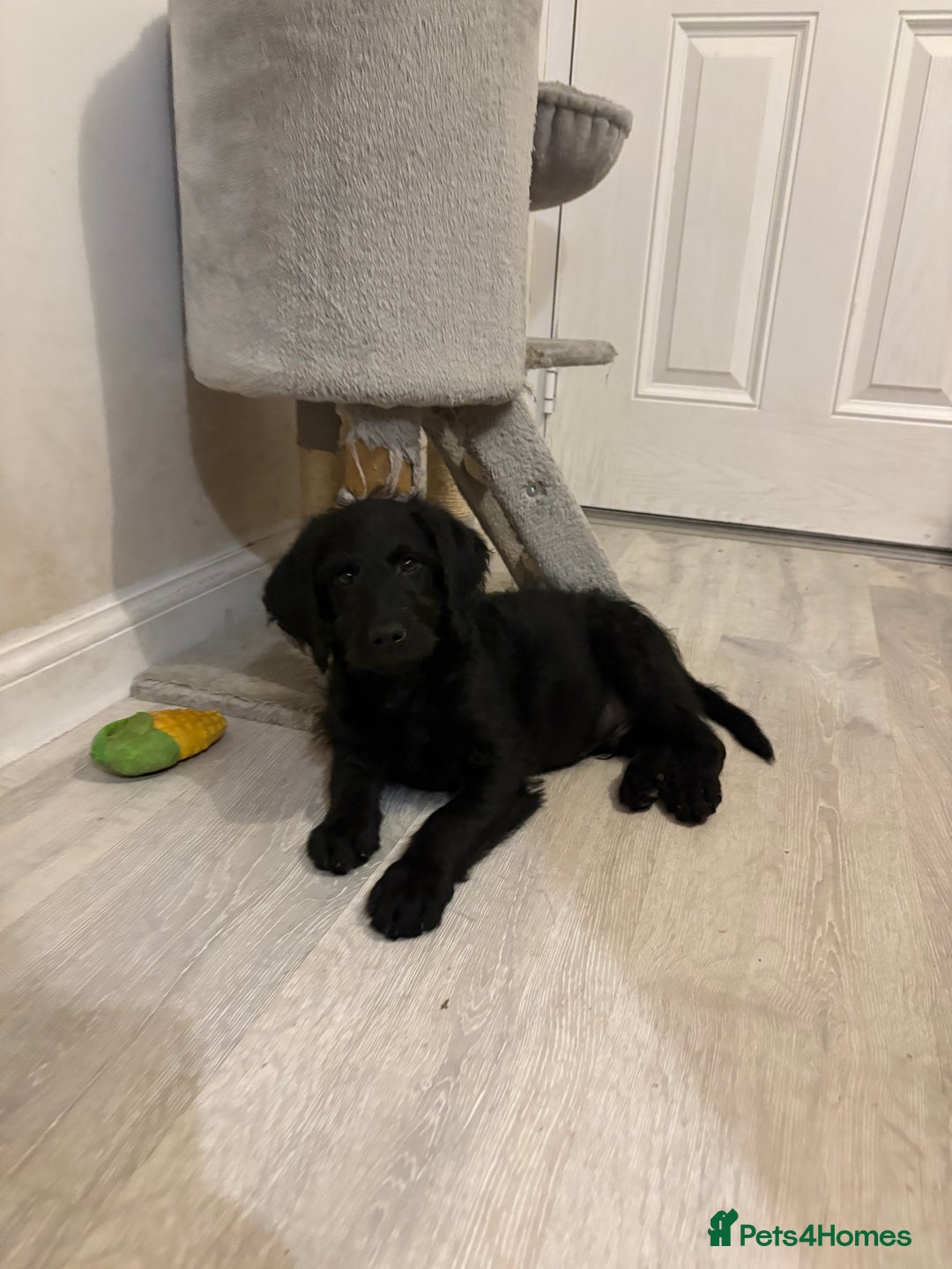 Labradoodle dogs for sale: *All now reserved*Last F1 Labradoodle Puppy left! - Advert 7