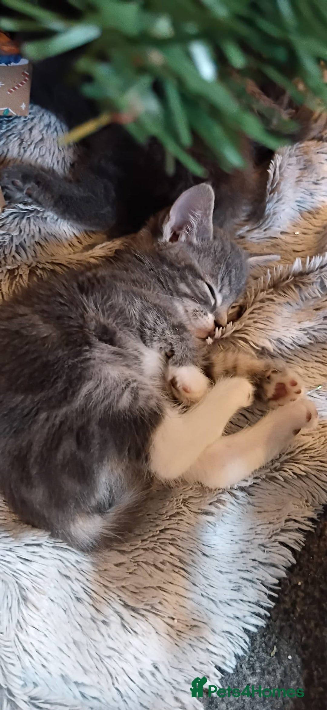 Mixed Breed cats for sale: 3 Blue British shorthair and Mancoon mixed kittens - Advert 15