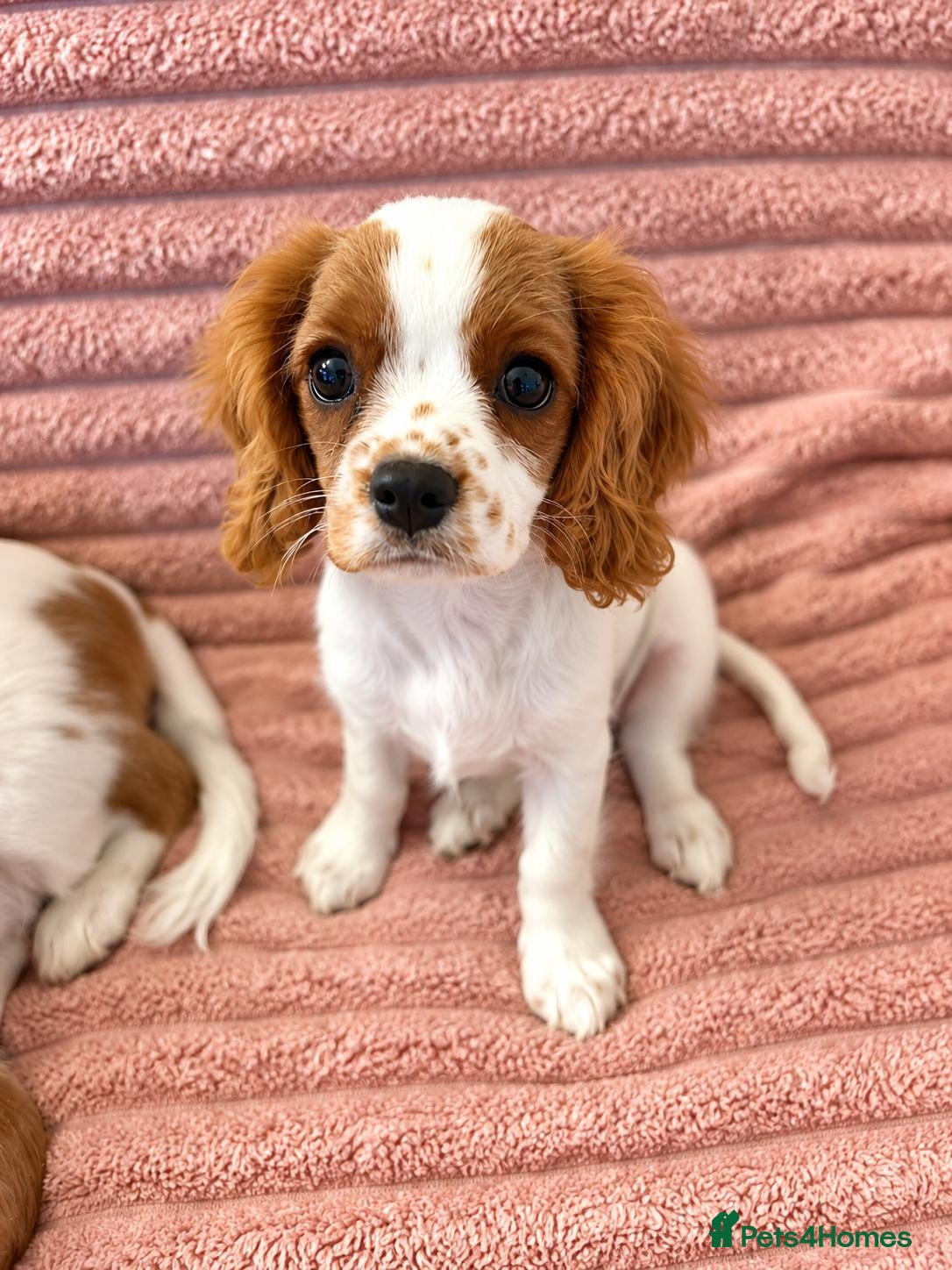 Cavalier King Charles Spaniel dogs DNA Tested Cavalier King Charles Puppies - Advert 1