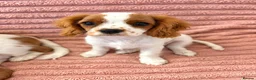 Cavalier King Charles Spaniel dogs for sale: DNA Tested Cavalier King Charles Puppy Bleinham - Advert 1