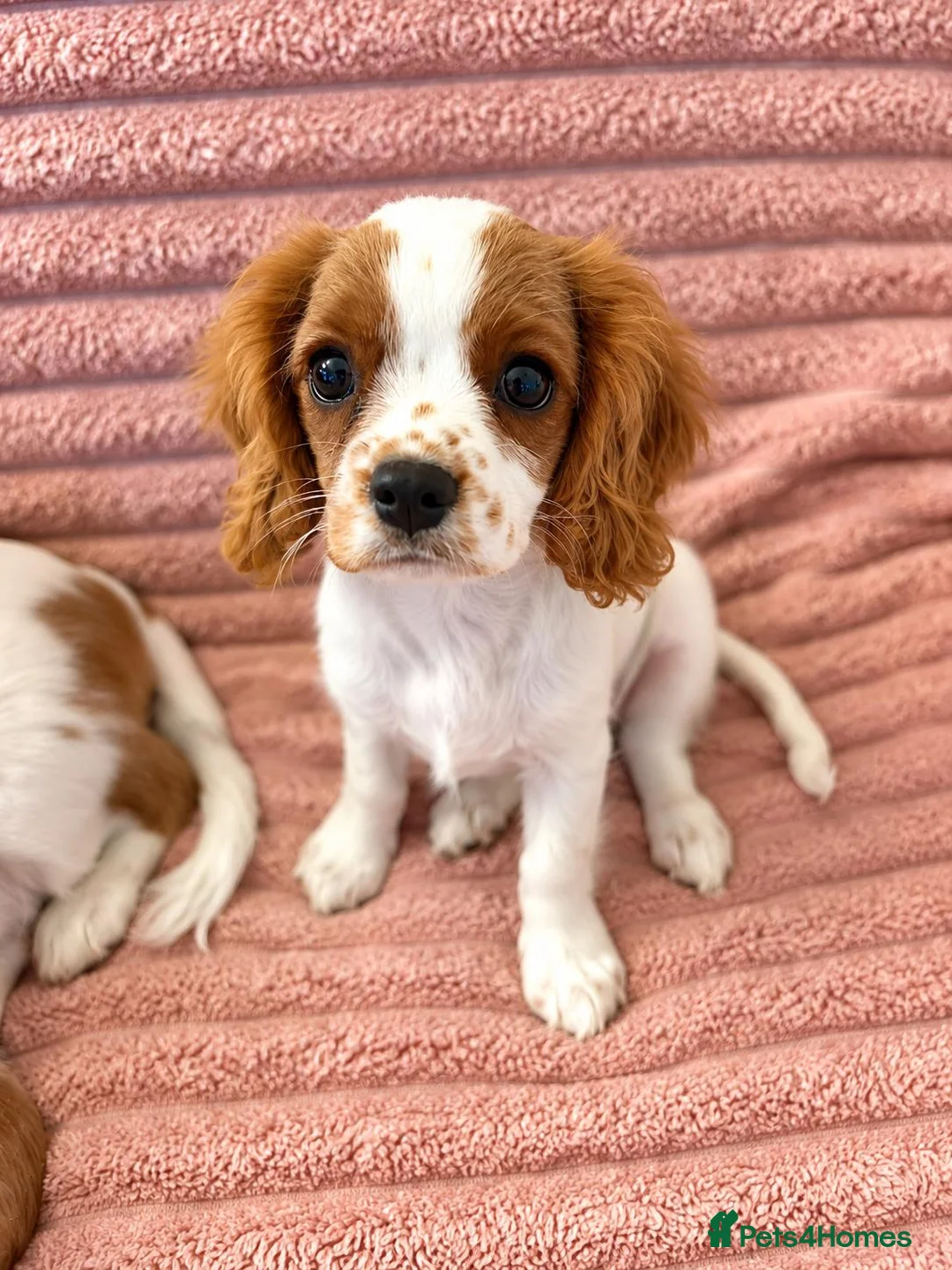 Cavalier King Charles Spaniel dogs for sale: DNA Tested Cavalier King Charles Puppy Bleinham - Advert 1