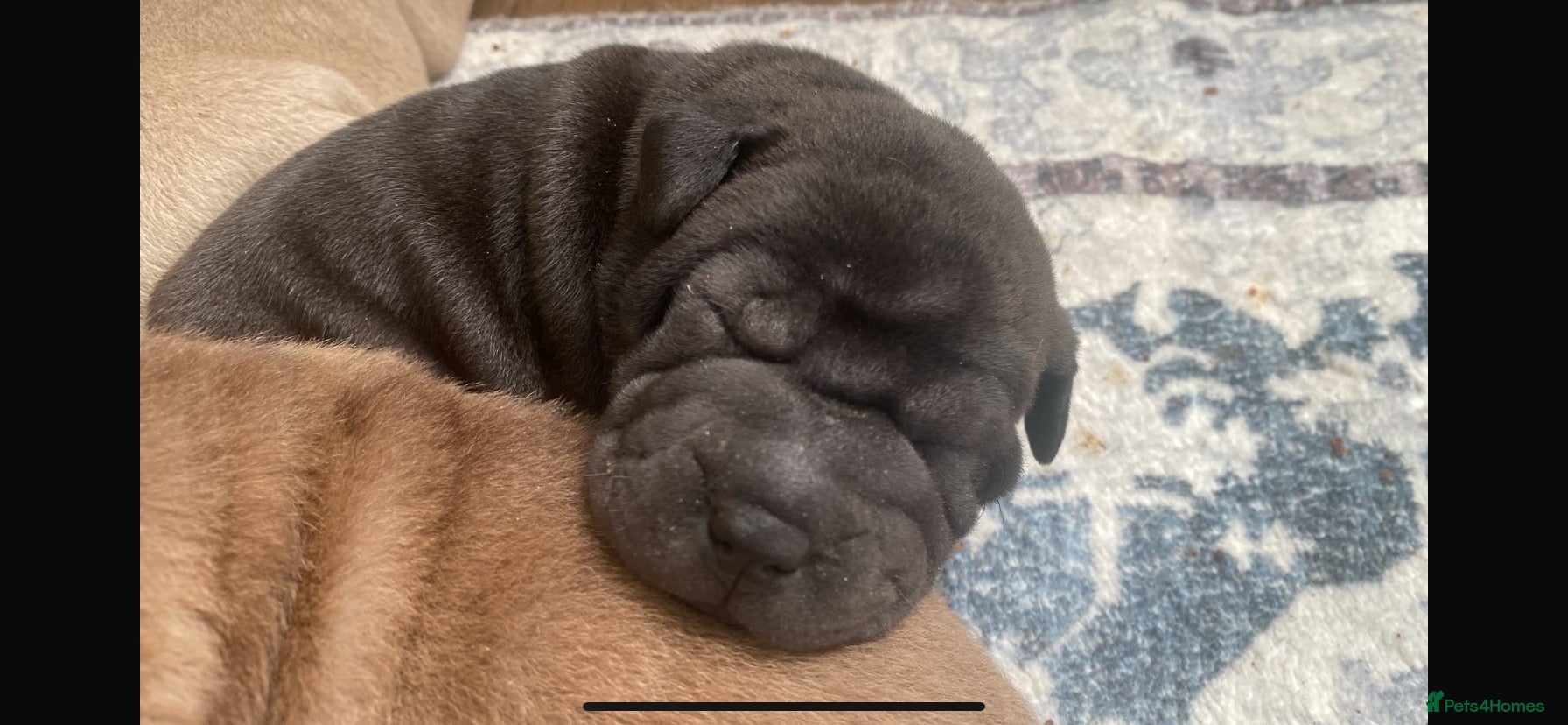Shar Pei dogs for sale: Stunning shar pei puppies - Advert 2