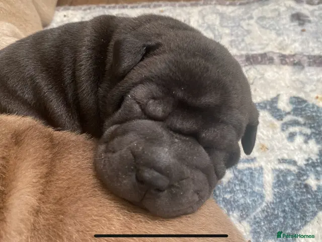 Shar Pei dogs for sale: Stunning shar pei puppies - Advert 2