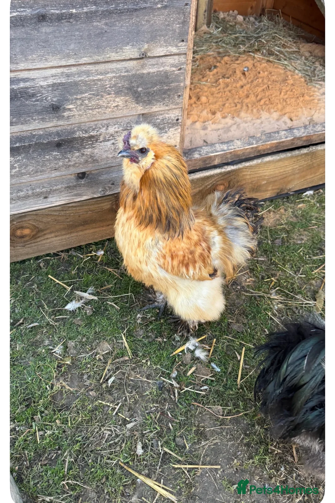 Chickens poultry for sale: Chickens for sale in Littlehampton - Advert 4