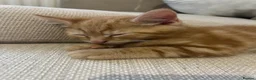Mixed Breed cats for sale: 4 adorable kittens  - Advert 3