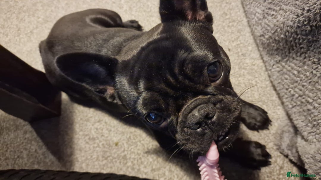 French Bulldog dogs for sale: Female French bulldog  - Advert 3