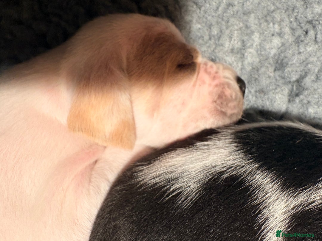 Pointer dogs for sale: Puppies due 20/12 - Advert 7