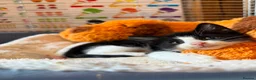 Domestic Shorthair cats for sale: Male tuxedo kitten needing a home  - Advert 2