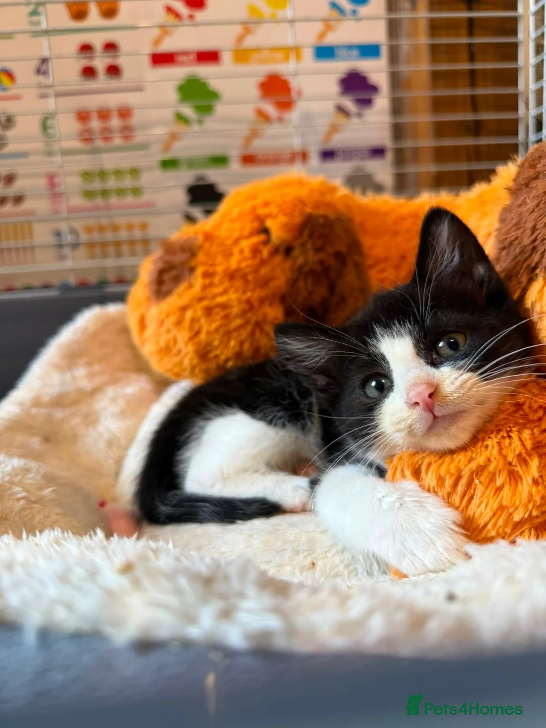 Domestic Shorthair cats for sale: Male tuxedo kitten needing a home  - Advert 2