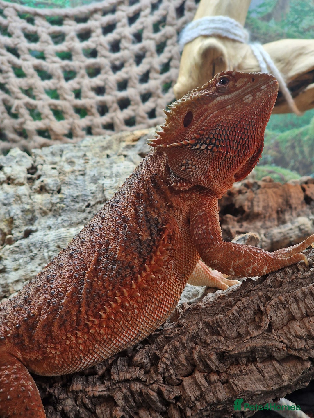 Bearded Dragon reptiles for sale: Female Bearded Dragon with Vivarium - Image 1