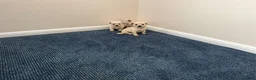 Chihuahua dogs for sale: Chihuahua puppies  in Glasgow - Advert 4
