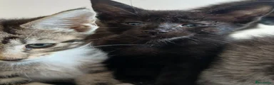 Blossom (Black)