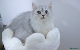 Persian cats for sale: Sliver Persian - Image 1