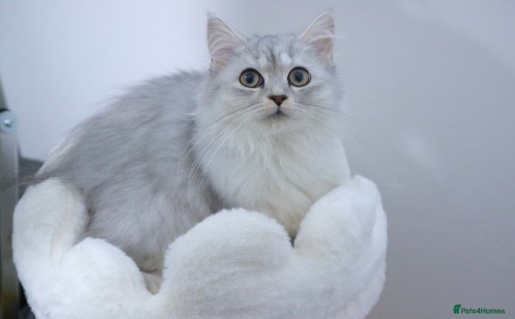 Persian cats - Advert 3