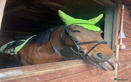 American Standardbred horses for sale: Bonnie ❤️🐴 - Image 6