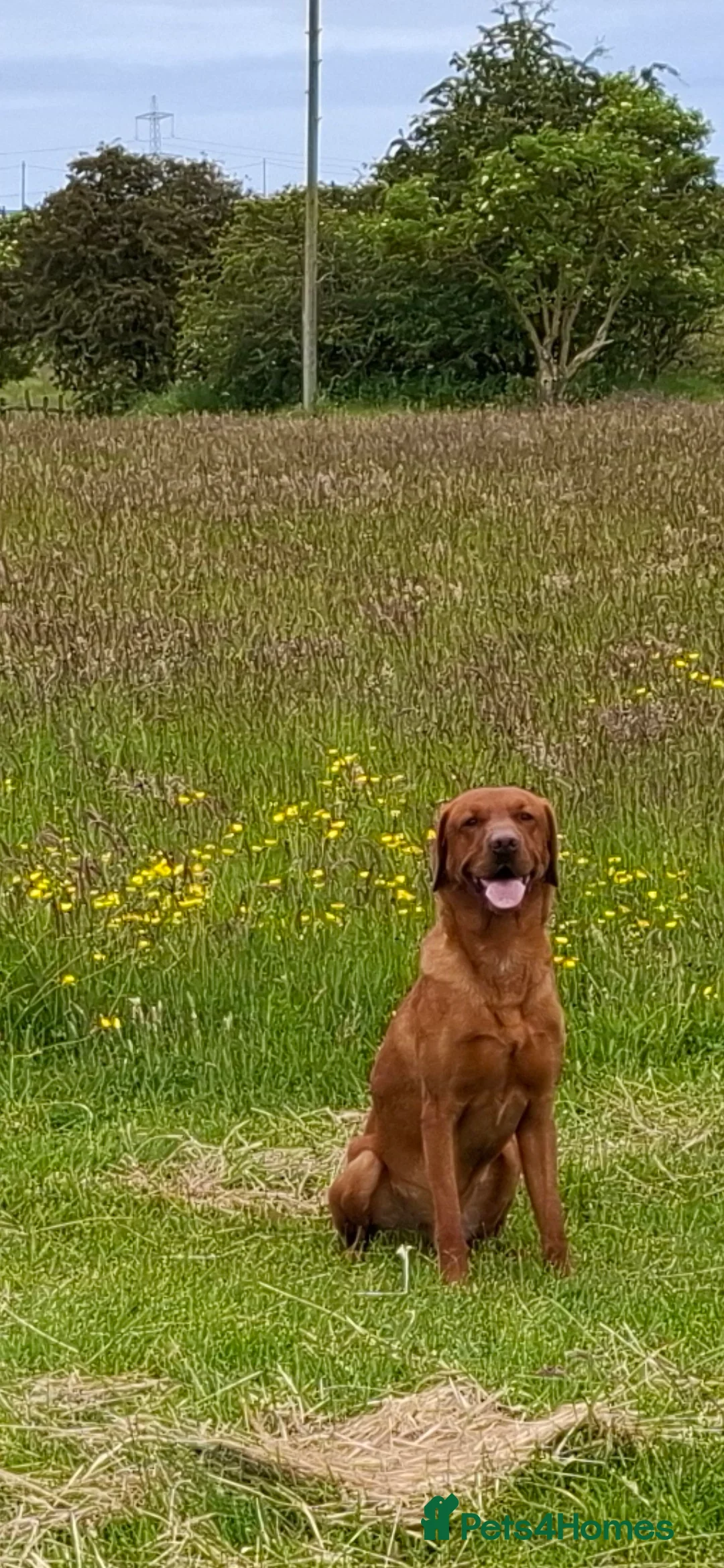 Labrador Retriever dogs for stud: KC registered Fox Red Labrador at stud £500 in Whitley Bay - Advert 9