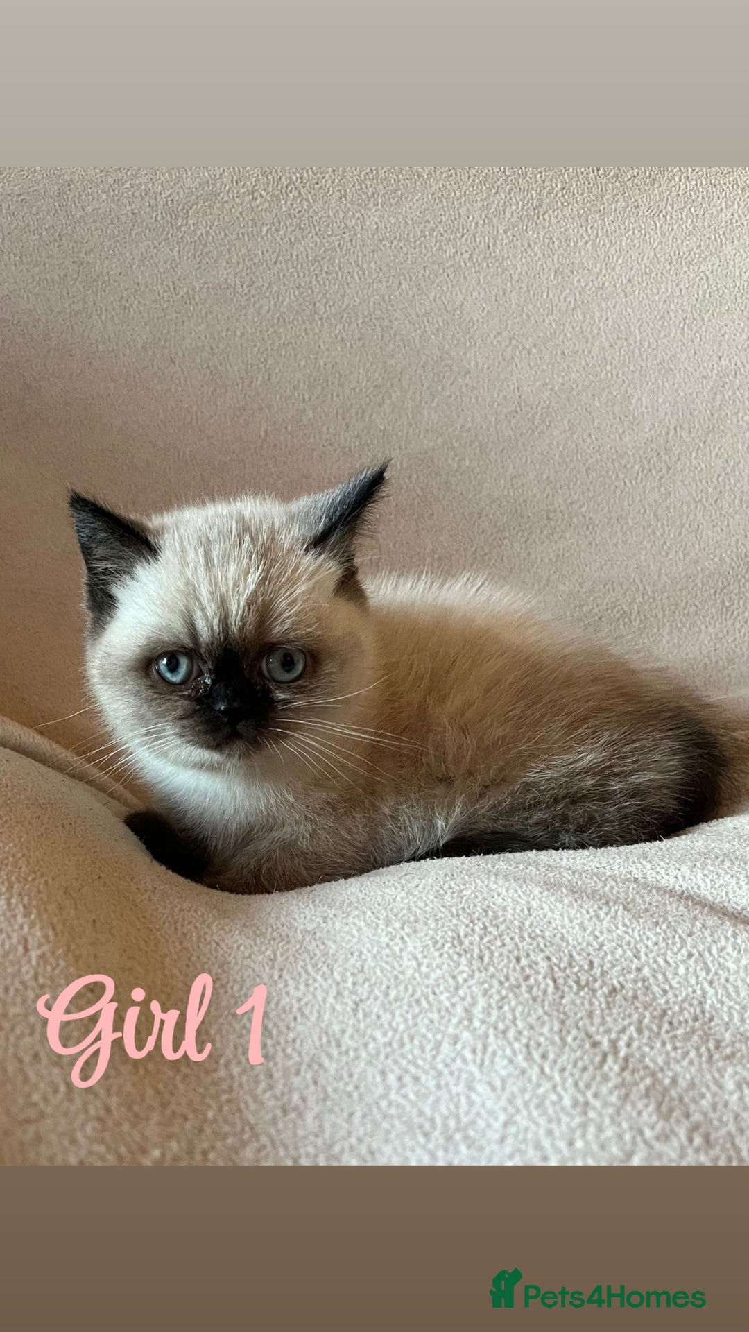 Mixed Breed cats for sale: British Shorthair x Kittens Ready To Leave 🩷🩷 - Advert 2