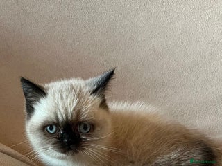 Mixed Breed cats British Shorthair x Kittens Ready To Leave 🩷🩷 - Advert 7