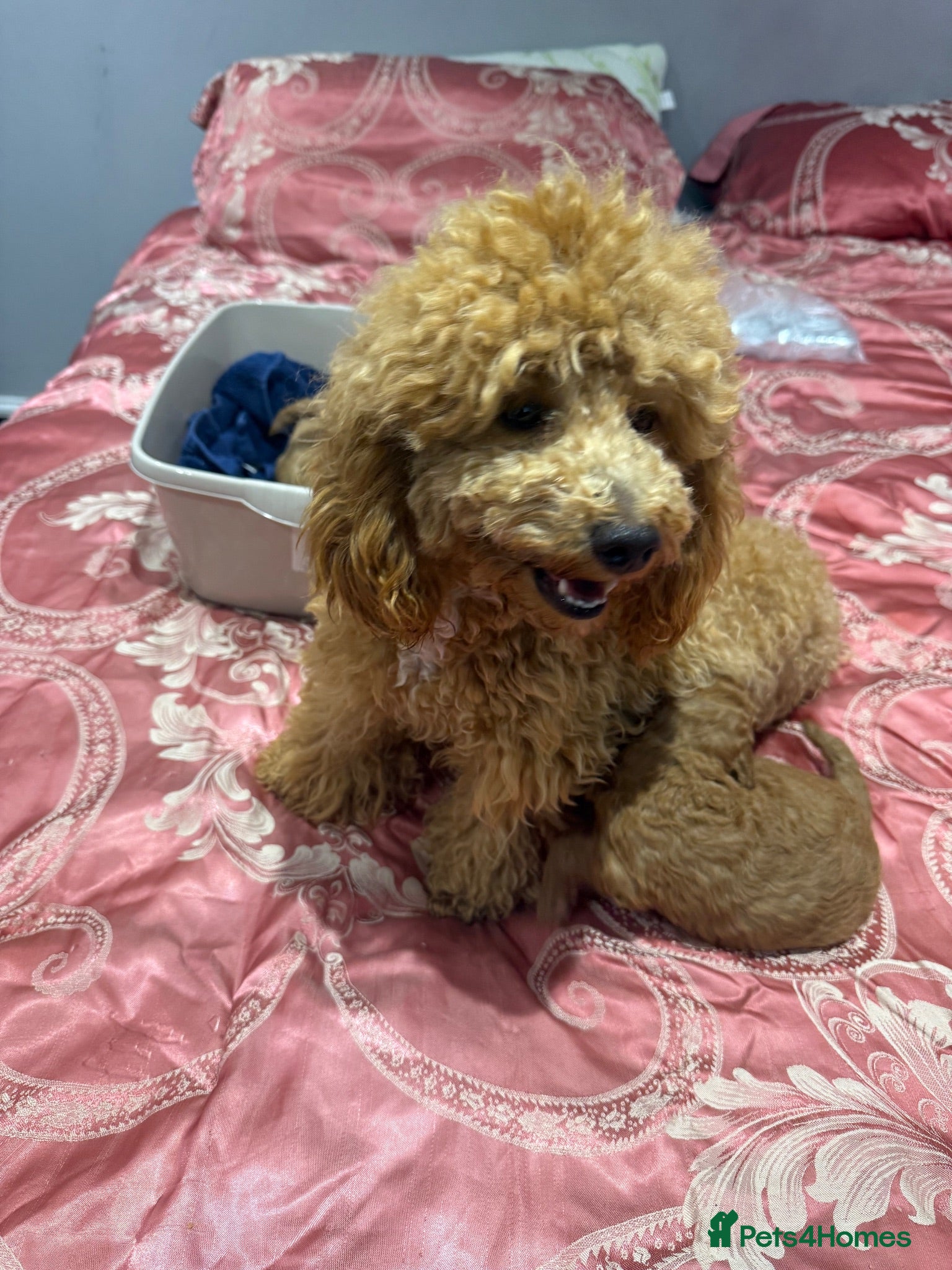 Maltipoo dogs Beautiful litter of Malti poo puppies - Advert 4