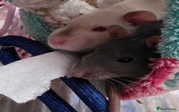 Rat rodents for sale: 2 male rats - Advert 4