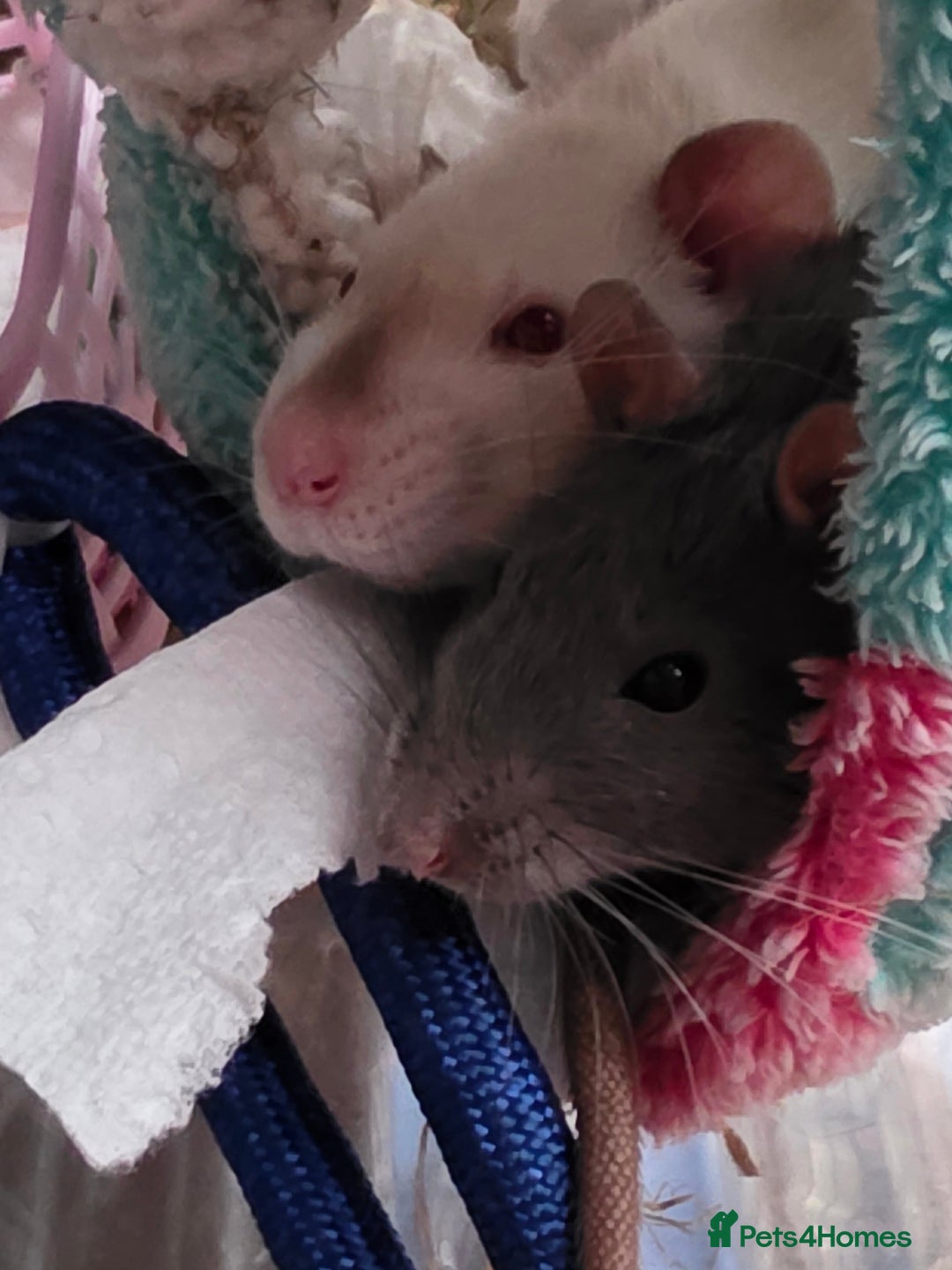 Rat rodents for sale: 2 male rats - Advert 4
