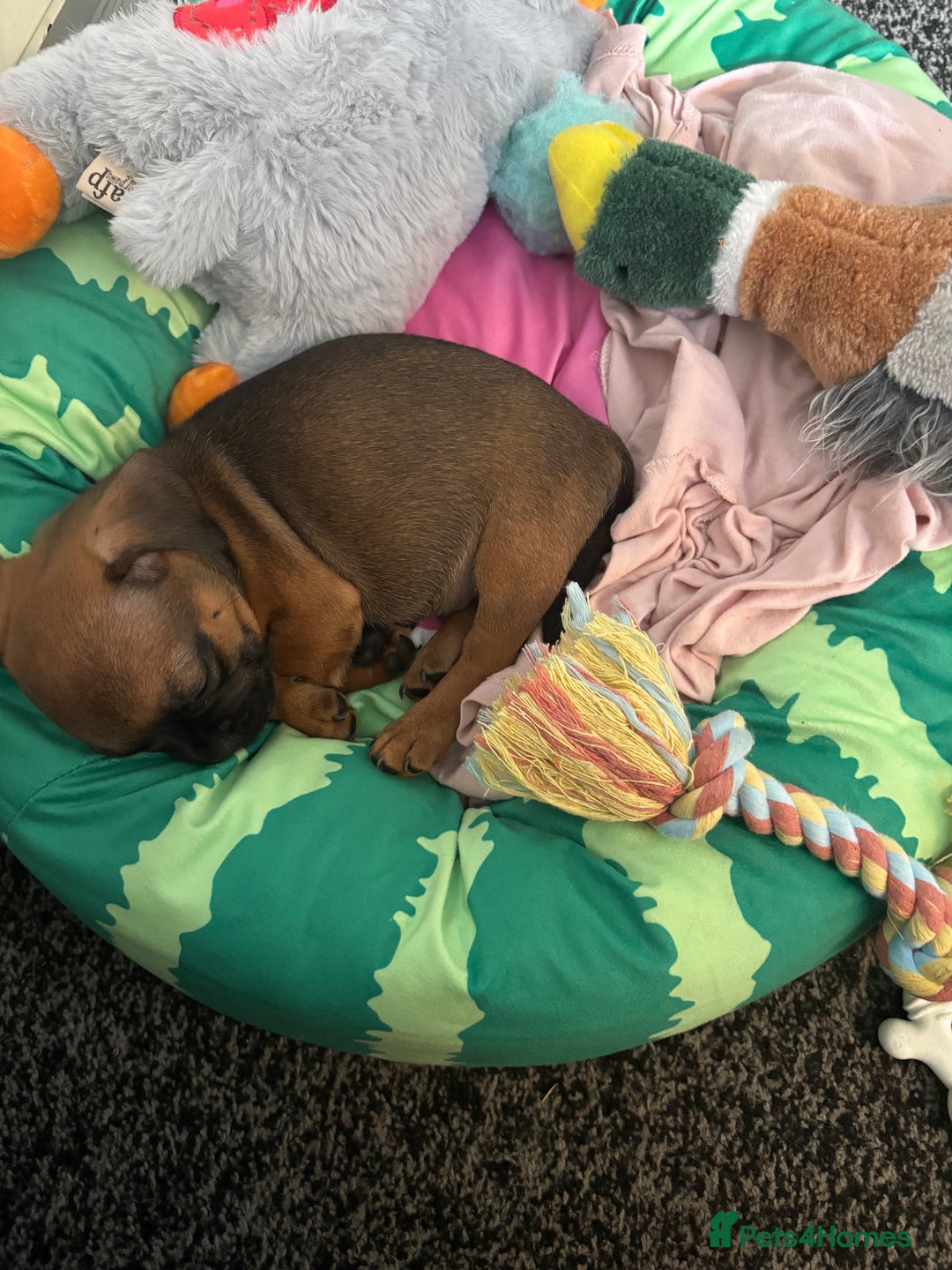 Frug dogs for sale: 12 week old frug puppy - Image 1