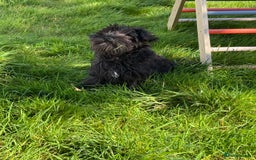 Miniature Schnauzer dogs for sale: Stunning Black Miniature Schnauzer  - Image 5