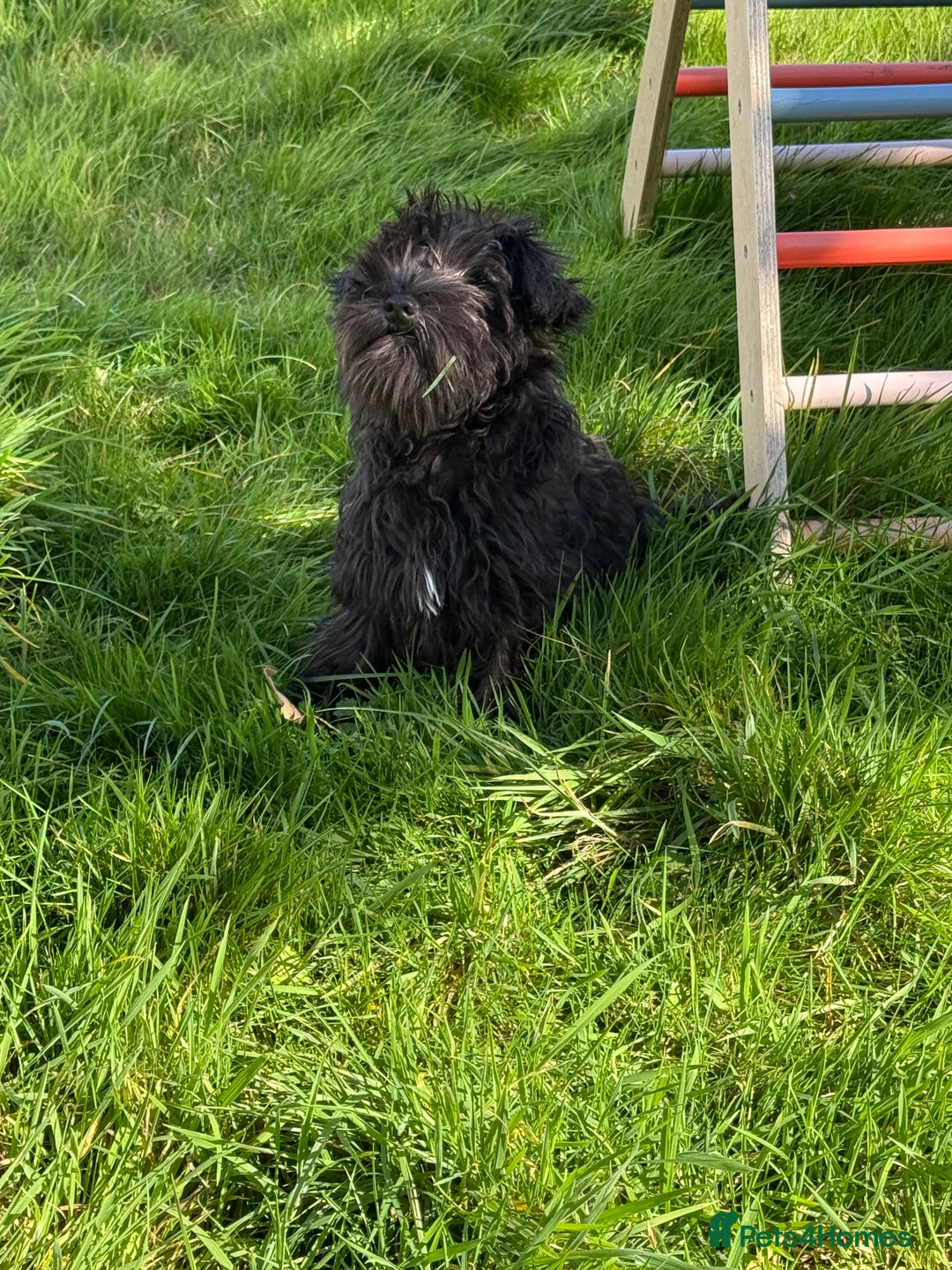 Miniature Schnauzer dogs for sale: Stunning Black Miniature Schnauzer  - Image 5