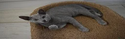 Russian Blue cats for sale: Beautiful Russian Blue Kittens – Ready Now in Amersham - Advert 5
