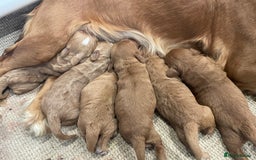 Cockapoo dogs for sale: F1 Cockapoo Red, Apricot. Health & genetic test - Image 6