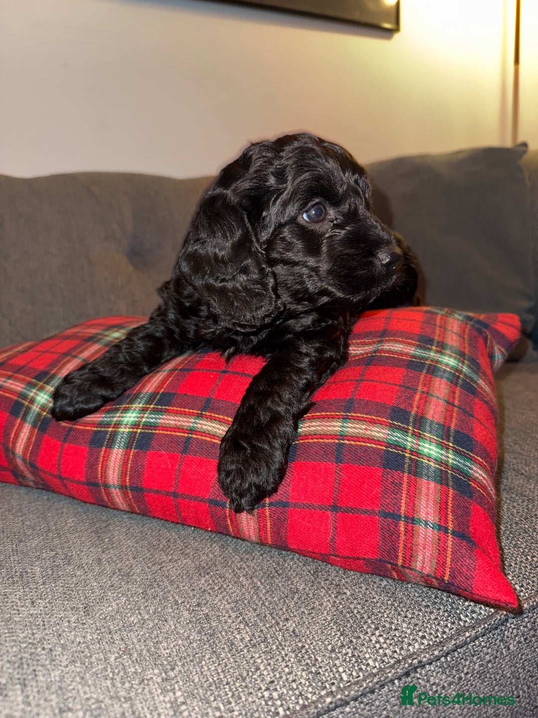 Sproodle dogs for sale: Beautiful Sproodle puppies ready  **  Eve  - Advert 3