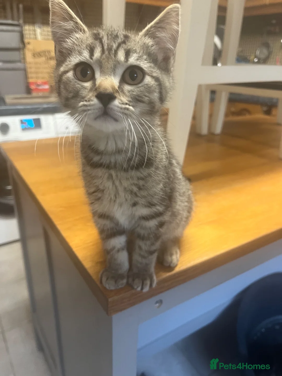 Ragdoll cats for sale: Ragdoll / mix  in Truro - Advert 2