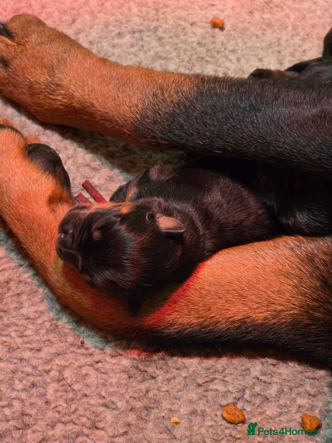 Rottweiler dogs for sale: 4 beautifull rottweiler - Image 6
